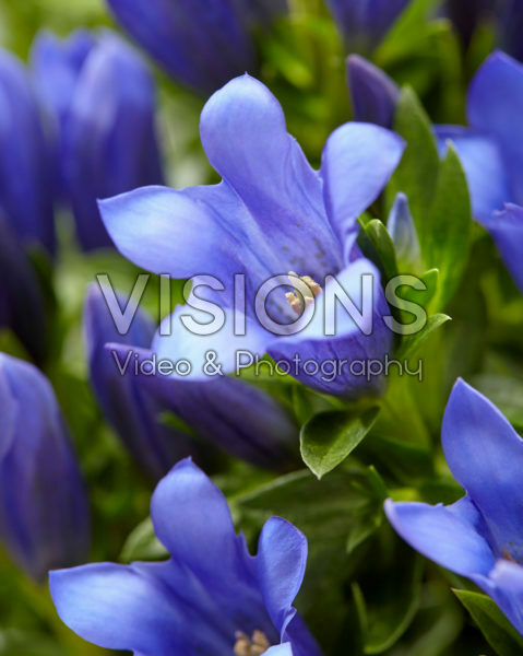Gentiana Shine Blue Ashiro™ Gentiana Shine Blue Ashiro™