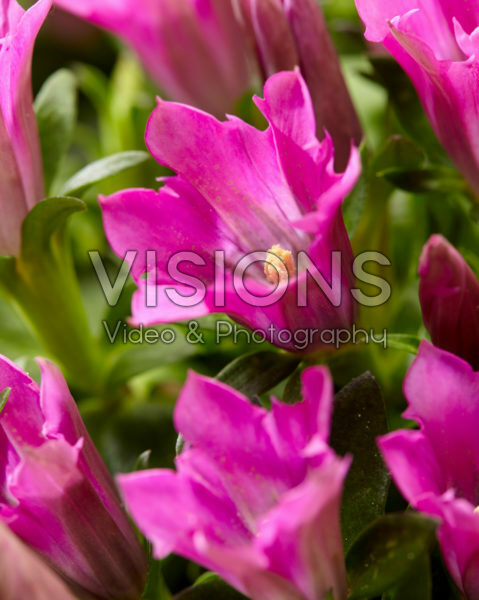 Gentiana Lipstick Ashiro™ Gentiana Lipstick Ashiro™