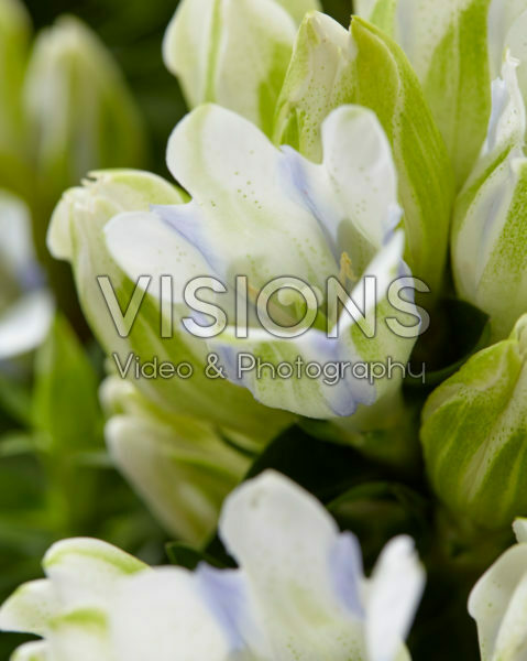 Gentiana Crystal Ashiro™ Gentiana Crystal Ashiro™