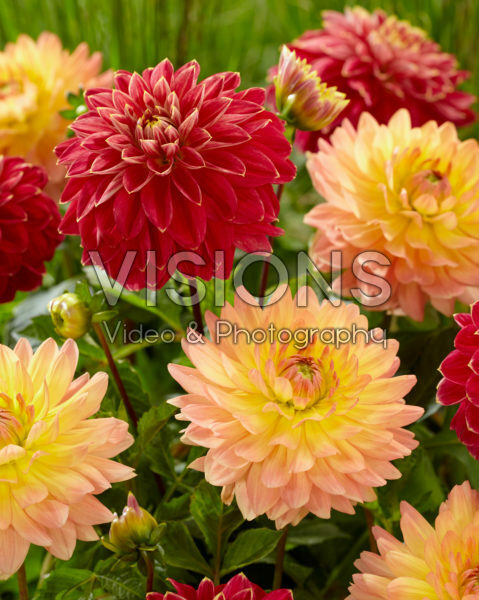 Dahlia Mister Optimist, Gabrielle Marie Dahlia Mister Optimist, Gabrielle Marie