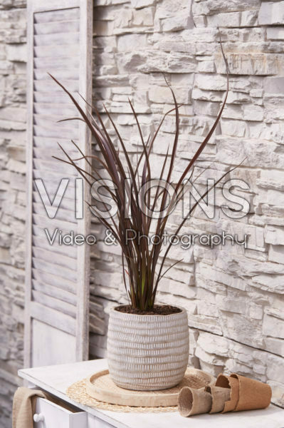 Phormium Amazing Red