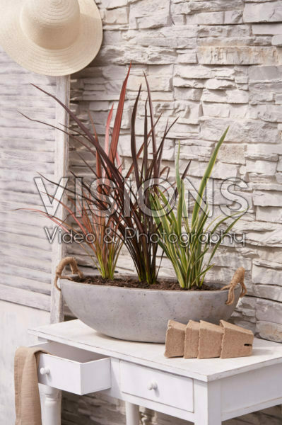 Phormium collection