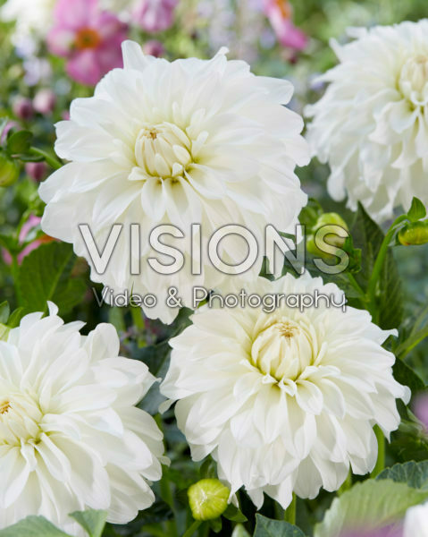 Dahlia Center Court Dahlia Center Court
