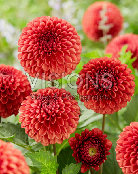 Dahlia Copperboy Dahlia Copperboy