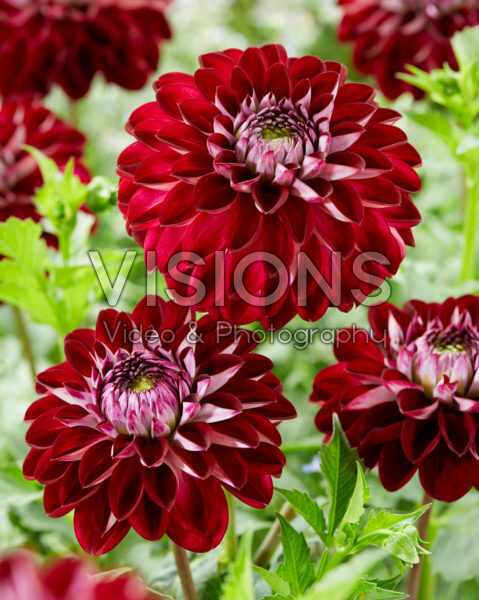 Dahlia Embassy Dahlia Embassy