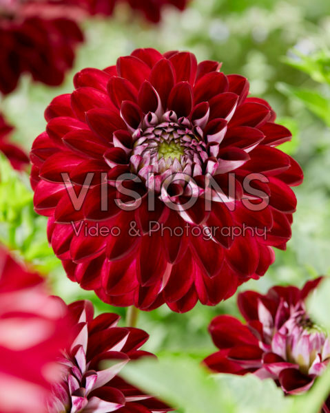 Dahlia Embassy Dahlia Embassy