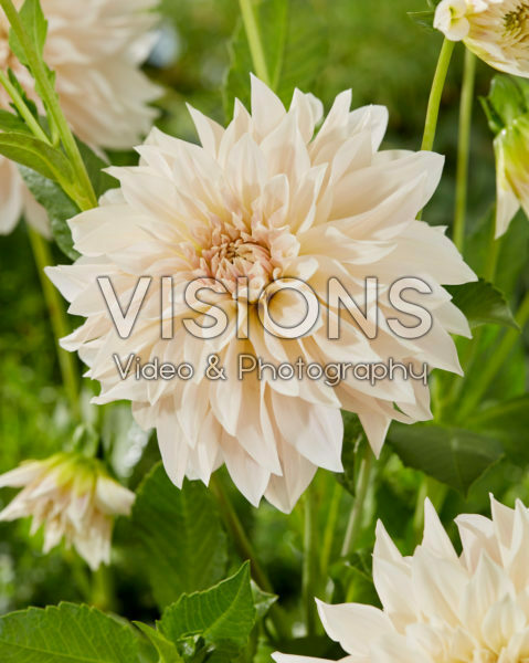 Dahlia Cafe au Lait Dahlia Cafe au Lait