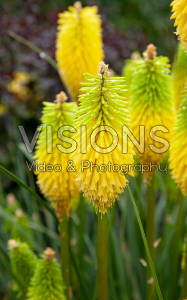 Kniphofia Bees Lemon