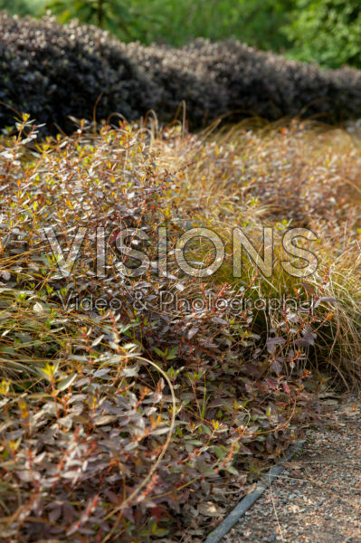 Carex, Haloragis erecta Wellington Bronze Carex, Haloragis erecta Wellington Bronze