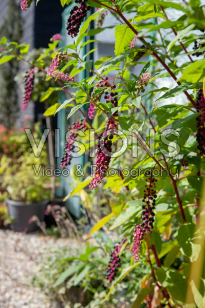 Phytolacca americana