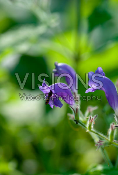 Strobilanthes attenuata Strobilanthes attenuata