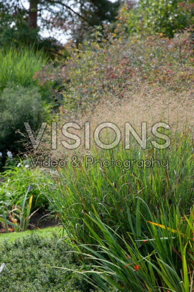 Panicum virgatum Purple Haze