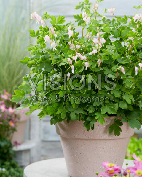 Dicentra spectabilis Cupid ® Dicentra spectabilis Cupid ®