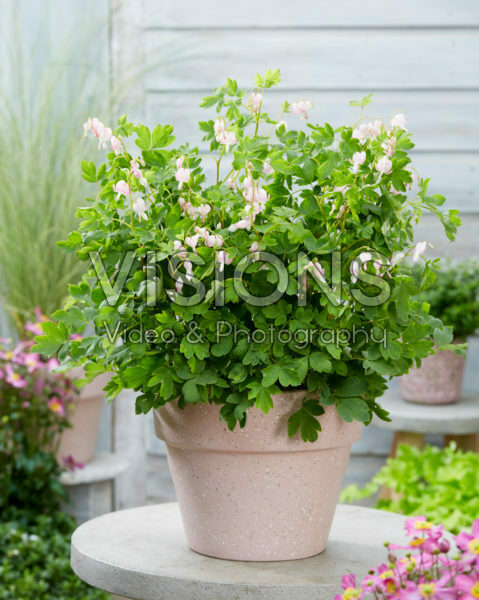 Dicentra spectabilis Cupid ® Dicentra spectabilis Cupid ®