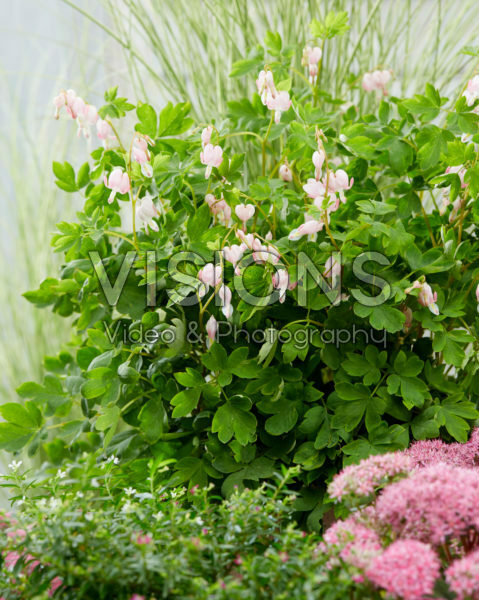 Dicentra spectabilis Cupid ® Dicentra spectabilis Cupid ®