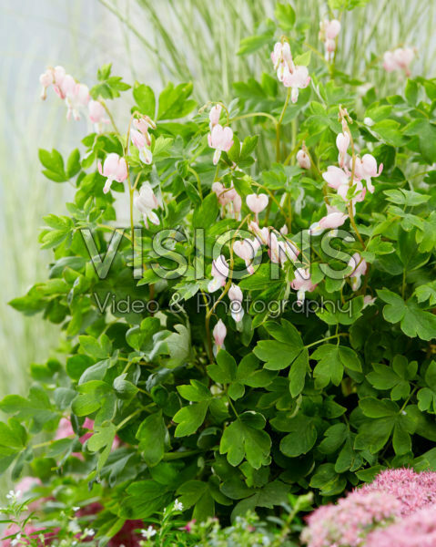 Dicentra spectabilis Cupid ® Dicentra spectabilis Cupid ®