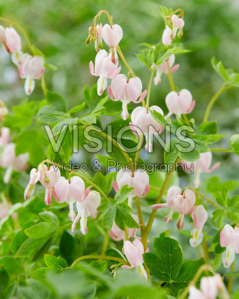 Dicentra spectabilis Cupid ® Dicentra spectabilis Cupid ®