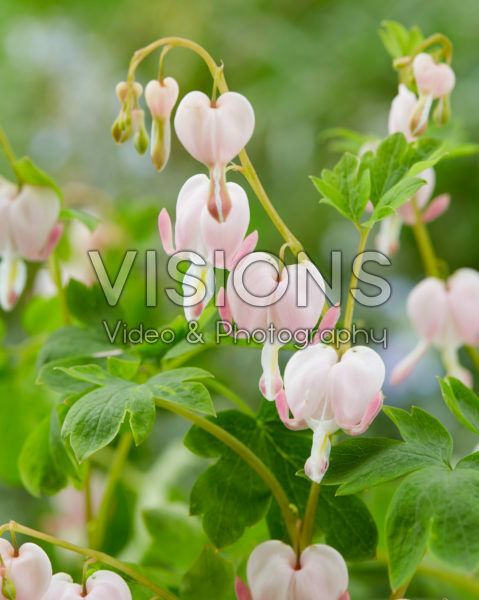 Dicentra spectabilis Cupid ® Dicentra spectabilis Cupid ®