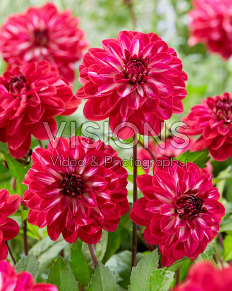 Dahlia Smiling Don Dahlia Smiling Don
