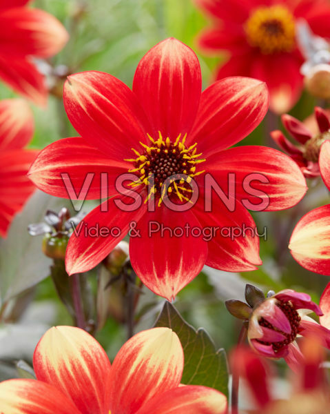 Dahlia Dahlegria® Bicolore Dahlia Dahlegria® Bicolore