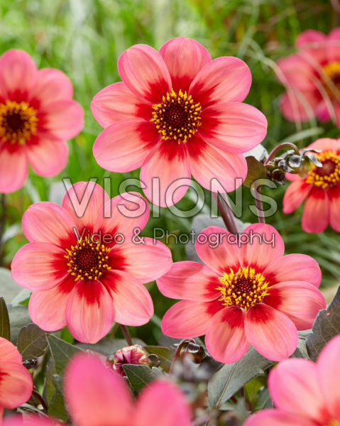 Dahlia Dahlegria® Tricolore Dahlia Dahlegria® Tricolore