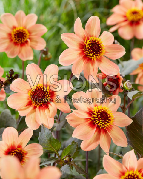 Dahlia HS First Love ® Dahlia HS First Love ®