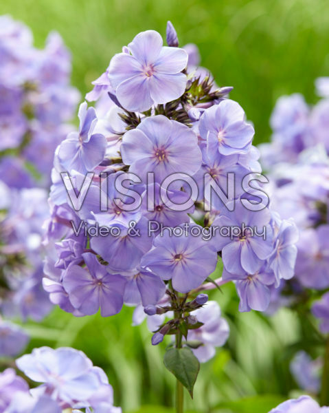 Phlox blue Phlox blue