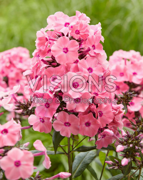 Phlox Sweet Summer Dream® Phlox Sweet Summer Dream®
