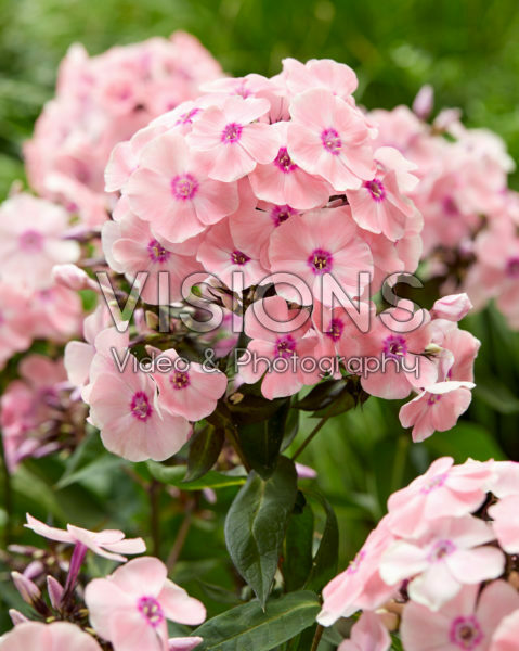 Phlox Sweet Summer Queen® Phlox Sweet Summer Queen®