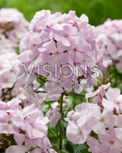 Phlox Sweet Summer Fantasy® Phlox Sweet Summer Fantasy®