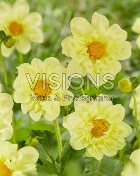 Dahlia Yellow Bird Dahlia Yellow Bird