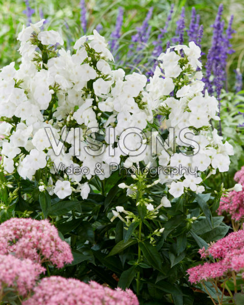 Phlox Sweet Summer Snow® Phlox Sweet Summer Snow®