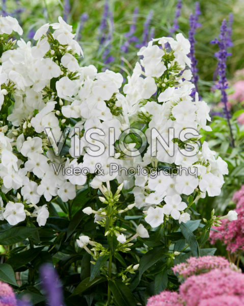 Phlox Sweet Summer Snow® Phlox Sweet Summer Snow®