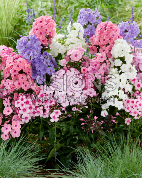 Phlox gemengd Phlox gemengd