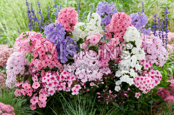Phlox Sweet Summer® mix Phlox Sweet Summer® mix