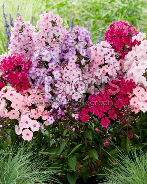 Phlox Sweet Summer® mix Phlox Sweet Summer® mix