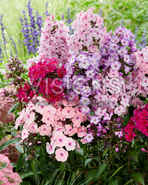 Phlox Sweet Summer® mix Phlox Sweet Summer® mix