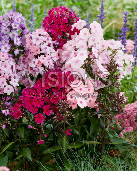 Phlox Sweet Summer® mix Phlox Sweet Summer® mix