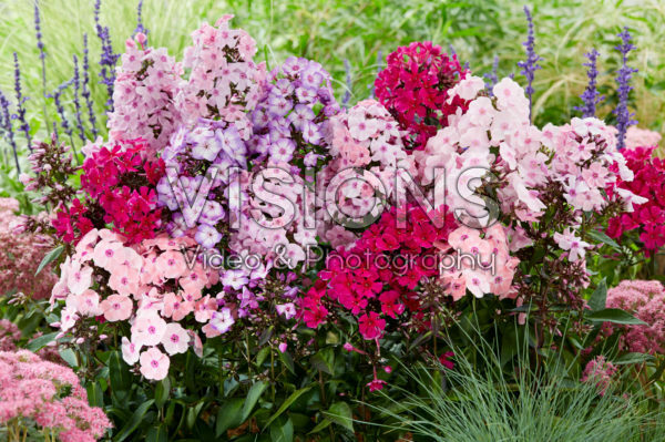Phlox Sweet Summer® mix Phlox Sweet Summer® mix