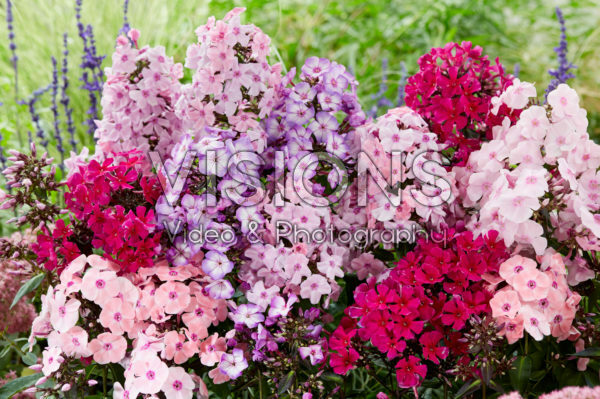 Phlox mixed Phlox mixed