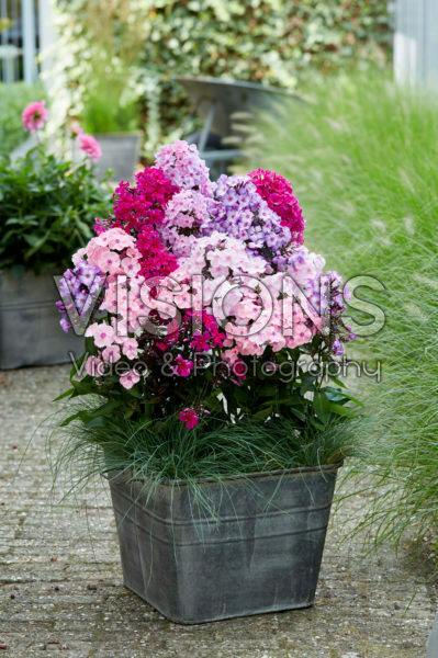 Phlox Sweet Summer® mix