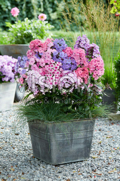 Phlox Sweet Summer® mix Phlox Sweet Summer® mix