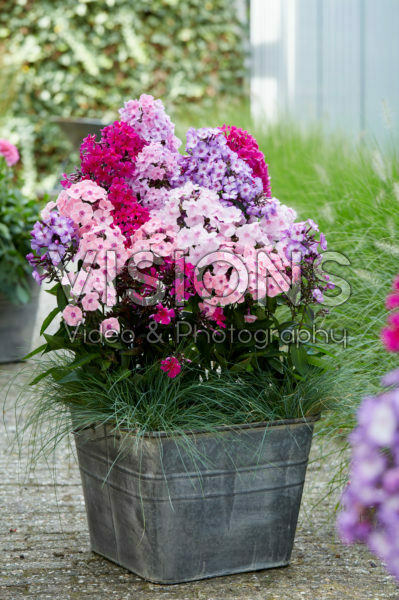 Phlox Sweet Summer® mix Phlox Sweet Summer® mix