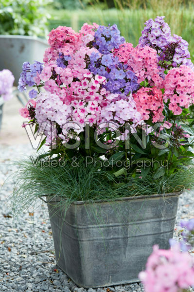 Phlox Sweet Summer® mix Phlox Sweet Summer® mix