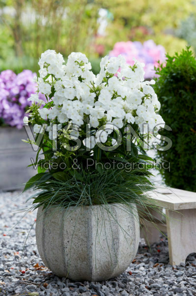 Phlox Sweet Summer Snow® Phlox Sweet Summer Snow®