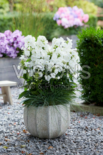Phlox wit Phlox wit