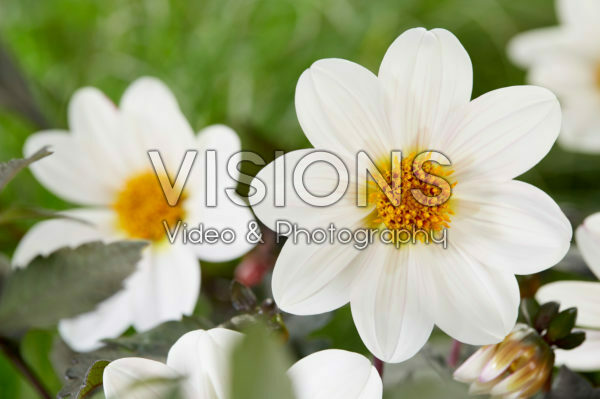 Dahlia Dahlegria® White