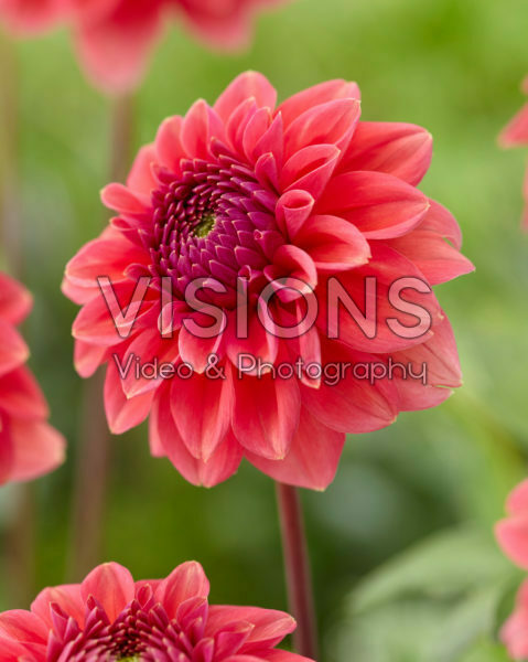 Dahlia Isa Candy Dahlia Isa Candy