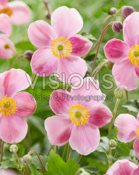 Anemone hupehensis Little Princess Anemone hupehensis Little Princess