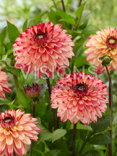 Dahlia Brabo Dahlia Brabo